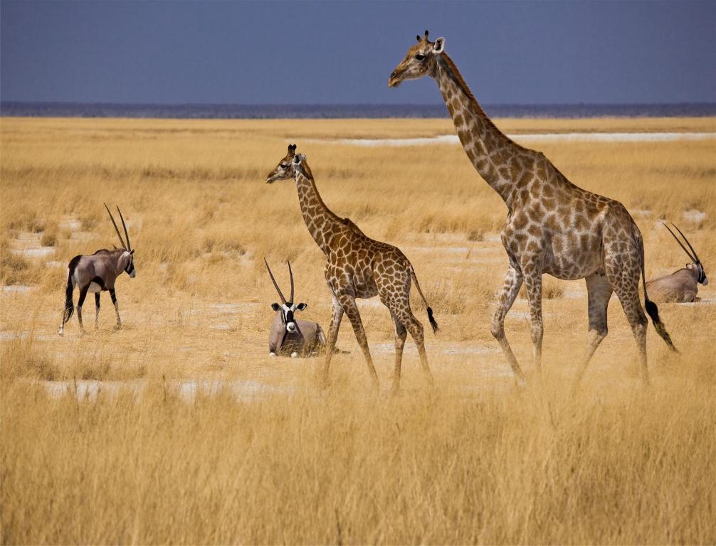 Mokuti Etosha Villa Namutoni Exterior photo
